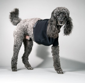 Custom Amputation Recovery Suit for Cats and Dogs