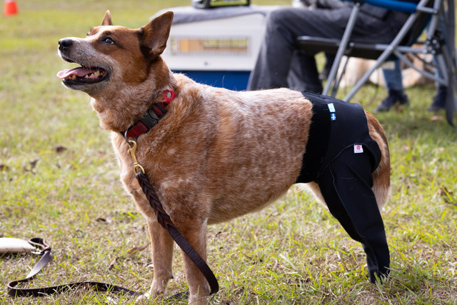 All- In-One Dog Boot Leggings | Never lose a dog boot again! – Walkee Paws