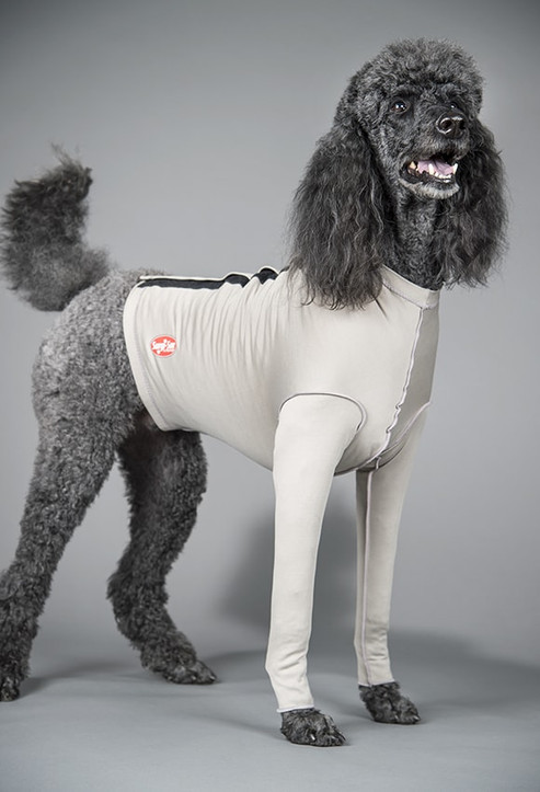 Black Poodle wearing Surgi-Sox Torso with Step in leggings