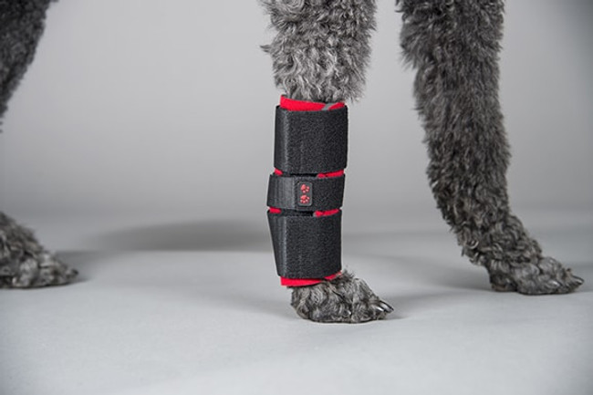 Carpal Support on hock of poodle