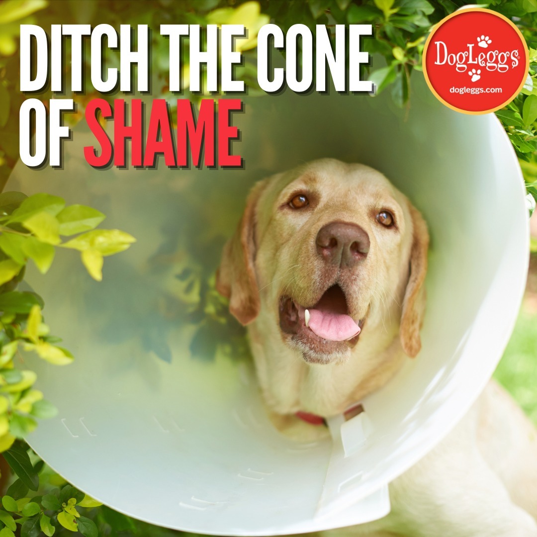 Dog wearing cone with text saying Ditch the Cone of Shame