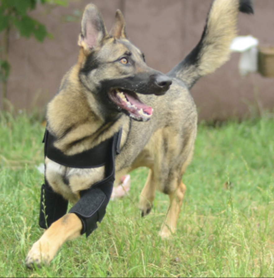 German Shepherd playing in leg braces