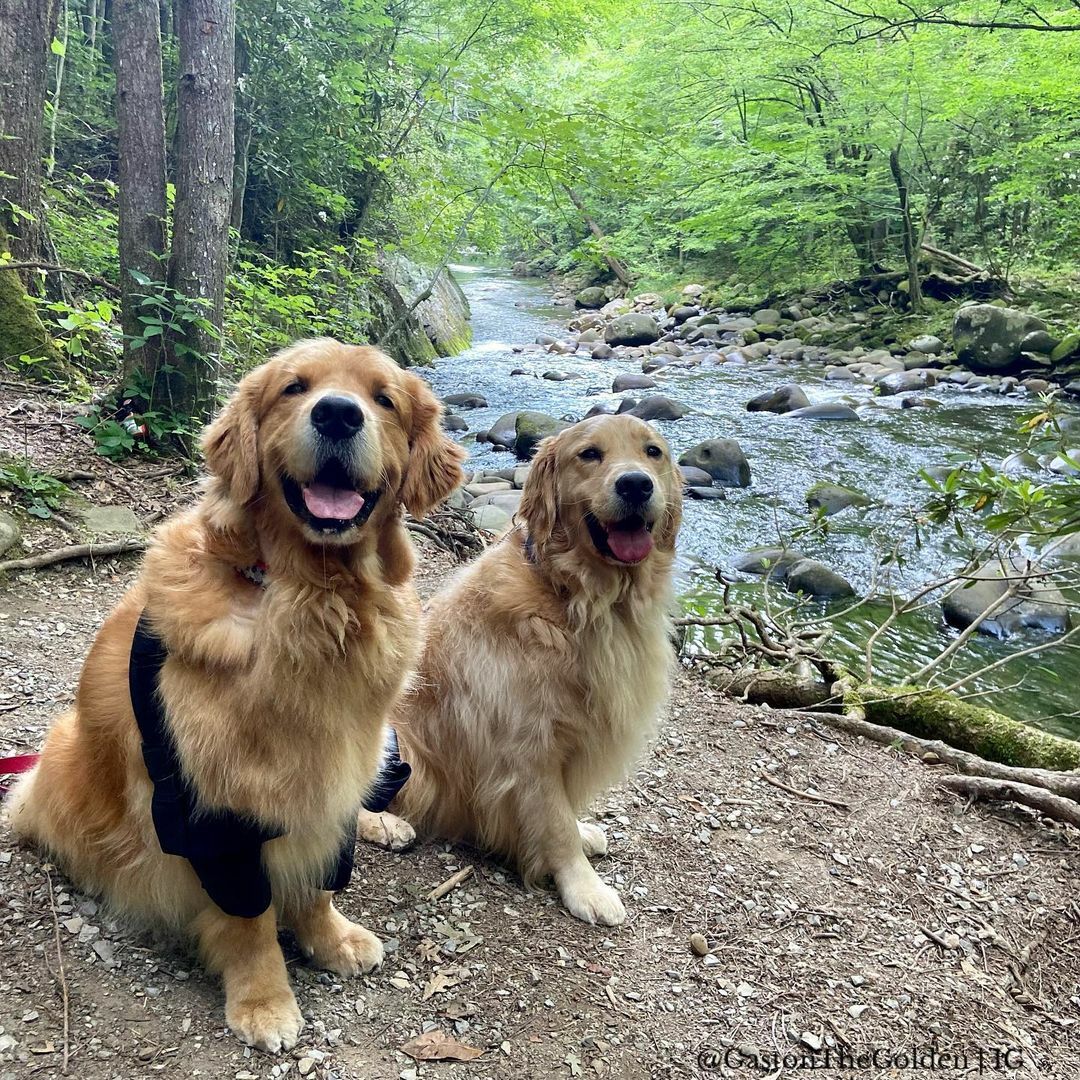 golden retriever dog wearing shoulder brace