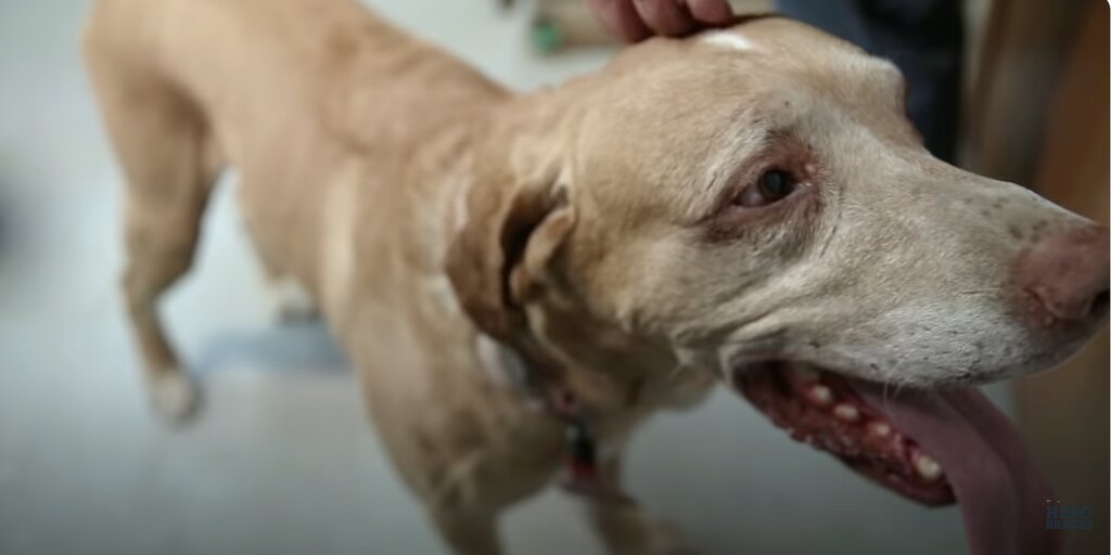 Understanding TPLO Surgery Complications What Every Dog Owner Should