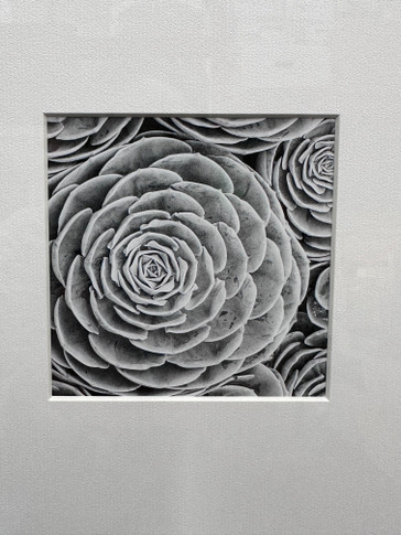 Black and White Succulent Wall Art