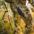 {"colorName":"Optifade Subalpine","colorCode":"SA","number":"31","isModel":false}