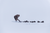 {"colorName":"Optifade Waterfowl Marsh","colorCode":"WL","number":"31","isModel":false}