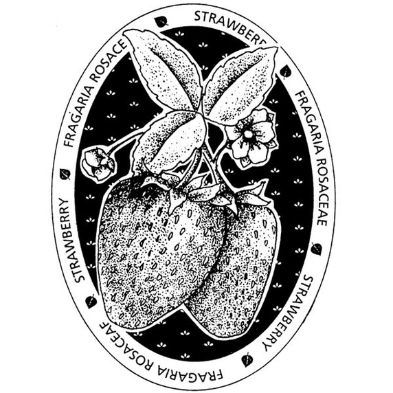 Strawberry  Medium Wood Mounted Stamp by Classic Stampington & Company