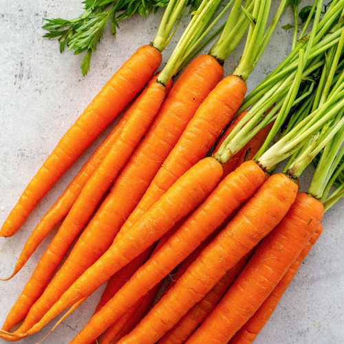 Just a Carrot (Paid Shipping)