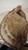 MacGregor Japan BM3P Tony Perez Tan Baseball Glove Big Dipper LHT Unknown Auto?
