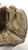 Louisville Slugger LSG10 BIG DADDY Baseball Softball Glove 11.5" RHT