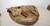 Vtg Pine Matsukan Japan A500 Baseball Glove Mitt Professional Model RHT