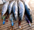 BahamaLure WAHOO 6 Lure Pack