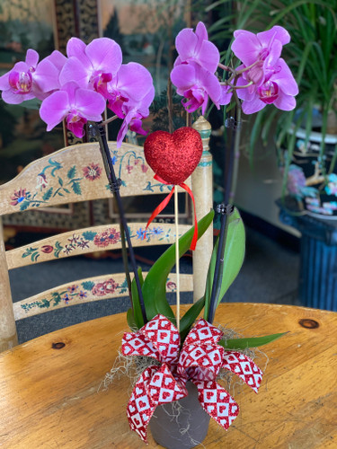 Orchids for My Valentine (Blooming Plant)