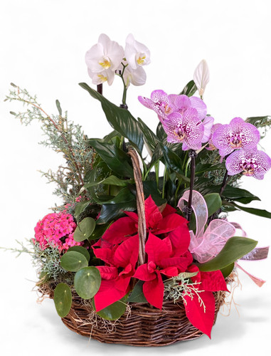 Large Plant Garden for the Holidays