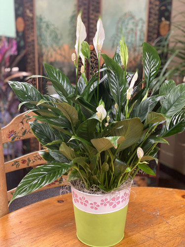 NEW Peace Lily Plant in Pink & Green Daisy Cutout Planter