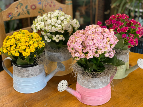 Small Blooming Plant in Pastel Watering Can 