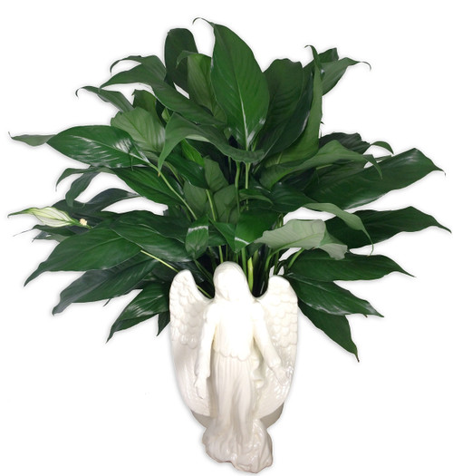Ceramic Angel Peace Lily Plant Ceramic Angel Peace Lily Plant