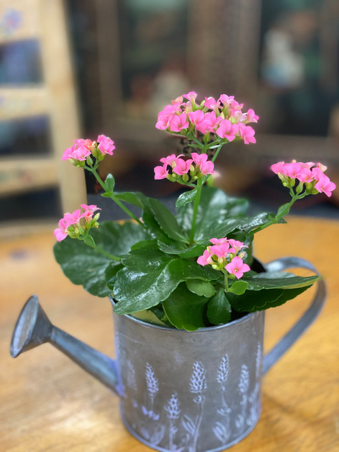 Galvanized Watering Can w/ Blooming Plant