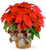 Red Poinsettia Plant