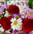 Red Roses and Daisies (Buy The Bunch)