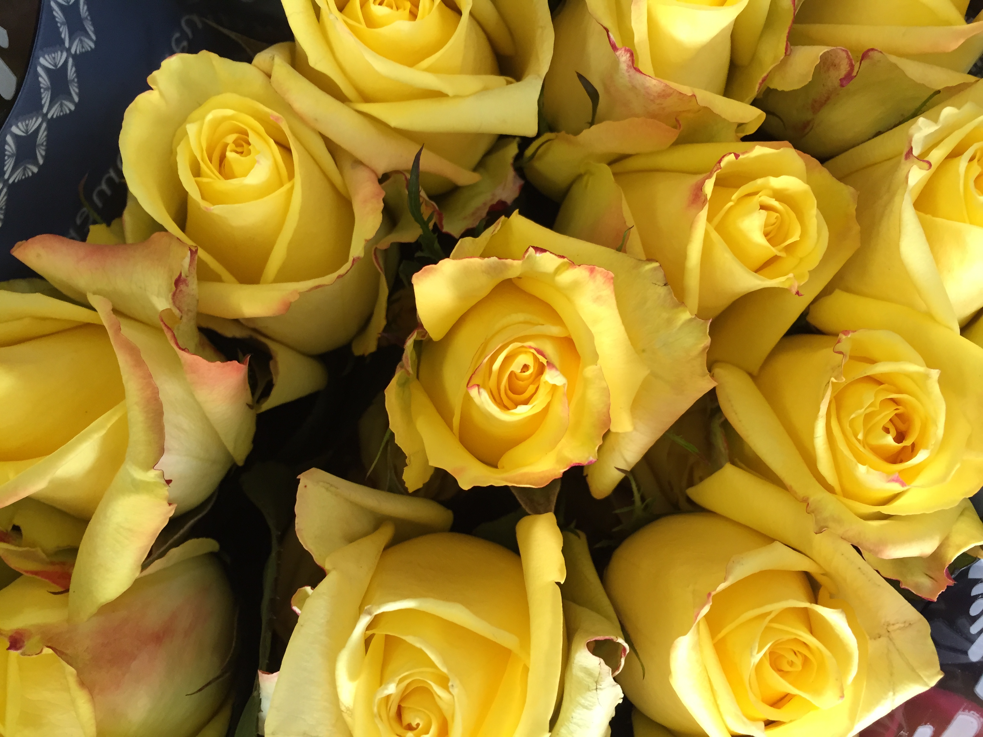 We always carry Rosaprima Roses. Nothing but the best for our customers ...