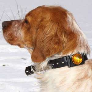 Adventure Dog Light