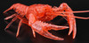 Fujimi Research Series Procambarus Clarkii / Louisiana Crawfish Special Version (Clear Red) Plastic Model