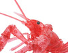 Fujimi Research Series Procambarus Clarkii / Louisiana Crawfish Special Version (Clear Red) Plastic Model