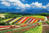 Yanoman 10-1422 Jigsaw Puzzle Shikisai no Oka and Tokachidake Mountain Range Hokkaido Japan (1000 Pieces)