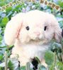 Sunlemon Plush Doll Lapinou Holland Lop Rabbit (Beige)
