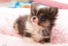 Beverly 300-008 Jigsaw Puzzle Adorable Puppy (300 Pieces)
