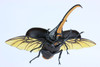 Fujimi Research Series Hercules Beetle Special Edition w/Commentary Ver. Plastic Model