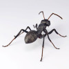 Kaiyodo Revogeo Camponotus Japonicus Figure