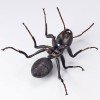 Kaiyodo Revogeo Camponotus Japonicus Figure