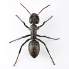 Kaiyodo Revogeo Camponotus Japonicus Figure