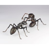 Kaiyodo Revogeo Camponotus Japonicus Figure
