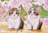 Epoch 25-183 Jigsaw Puzzle Cute Sitting Kittens (300 Pieces)