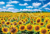 Epoch 09-029s Jigsaw Puzzle Sunflower Village - Hokkaido Japan (Scenery) (1000 Pieces)