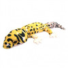 TAKE OFF ANIMANIA Plush Doll S Leopard Gecko
