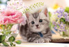 Beverly 1000M-008 Jigsaw Puzzle A Smell of Happiness - Adorable Kitten (1000 S-Pieces)