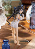 Good Smile Company POP UP PARADE Hestia Figure (Is It Wrong to Try to Pick Up Girls in a Dungeon? IV)