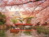 Yanoman 2308-28 Jigsaw Puzzle Himeji Castle and Cherry Blossoms (150 S-Pieces)