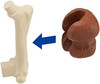 Megahouse 3D Anatomy Puzzle Mammoth