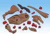 Megahouse 3D Anatomy Puzzle Tyrannosaurus T-Rex