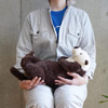 Sunlemon Plush Doll Knee Otter (M)