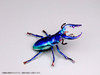 MIC Pripra Dream Museum - Stag Beetle Sapphire Plastic Model