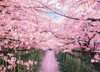 Beverly 600-017 Jigsaw Puzzle Cherry Blossom Trees on the Meguro River (600 Pieces)