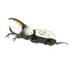  F-toys Insect Hunters - Beetles 2024 10pcs Complete Box 