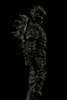 Union Creative T.E.S.T "ABARA" 1/12 Black Gauna Denji Kudou Figure 